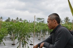 Ddi saat merawat tanaman cabi yang ditanamnya.